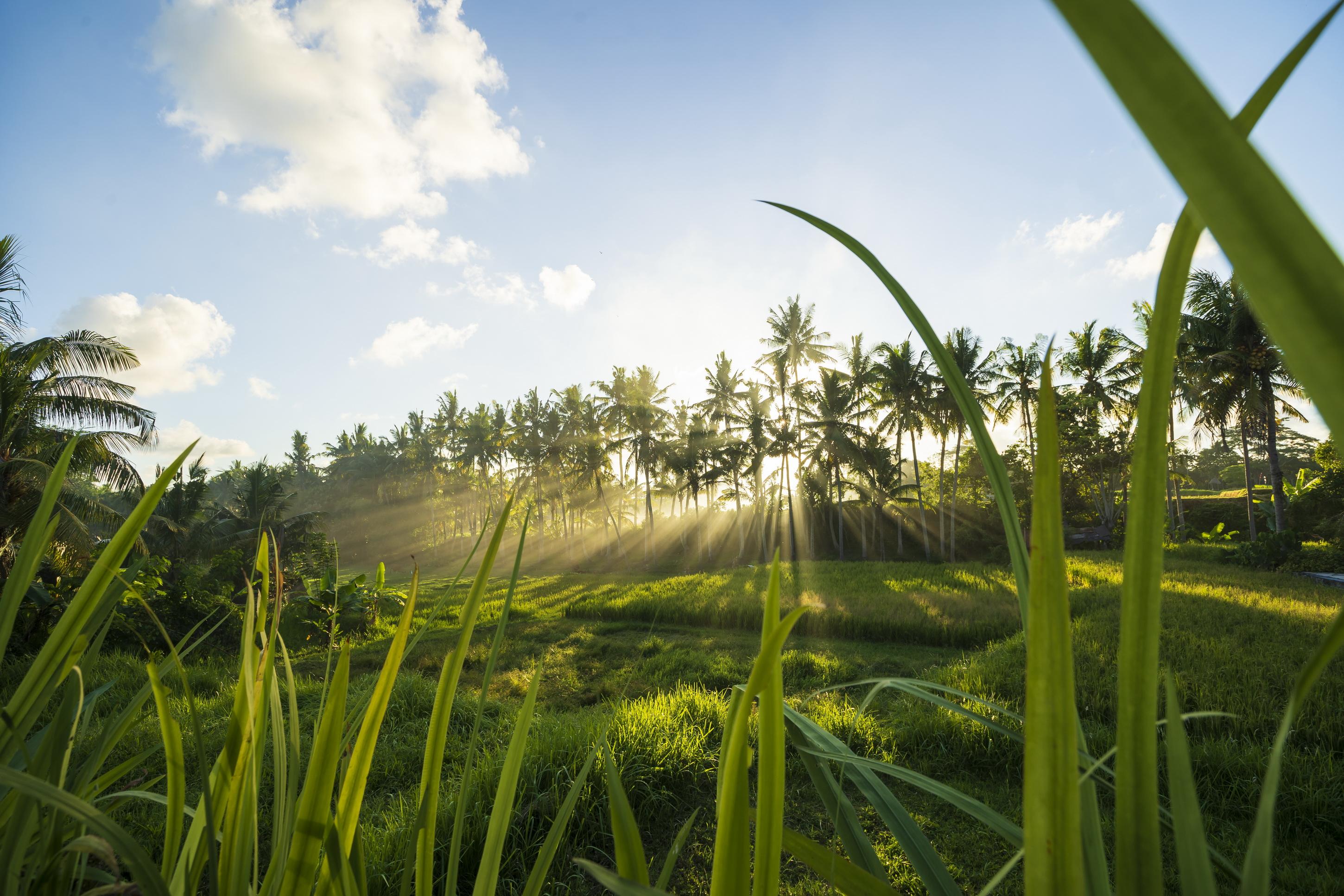 Agung Raka Villa Ubud Exteriér fotografie